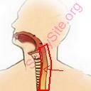 esophagus (Oops! image not found)